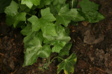 Bryonia cretica subsp. dioica RCP05-07 055.jpg
